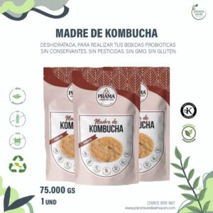 Madre de Kombucha